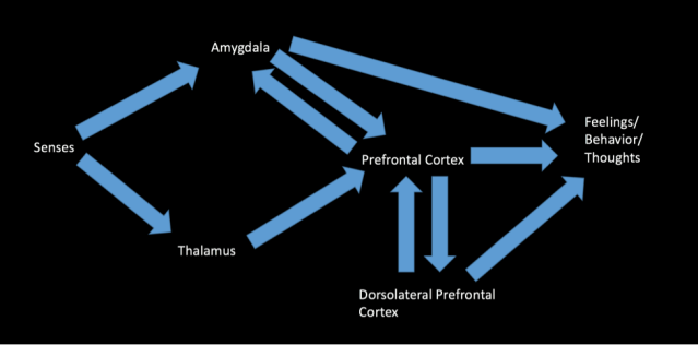model-of-neural-pathways