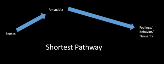 shortest-neural-pathway